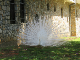 White peacock in the garden