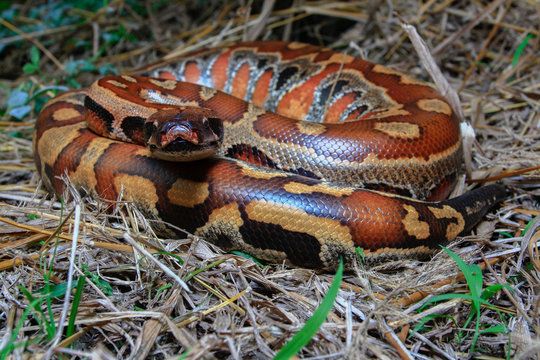 Sumatran Red Blood Python / Python curtus brongersmai