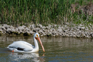 An American pelican swimming in the waters of Greater salt lake near salt lake city, UT