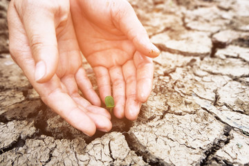 Hands holding a tree growing on cracked ground. Crack dried soil in drought, background texture, concept drought and crisis environment.