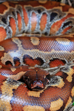 Sumatran Red Blood Python / Python curtus brongersmai
