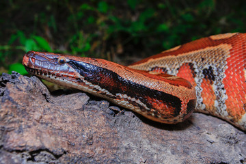 Sumatran Red Blood Python / Python curtus brongersmai