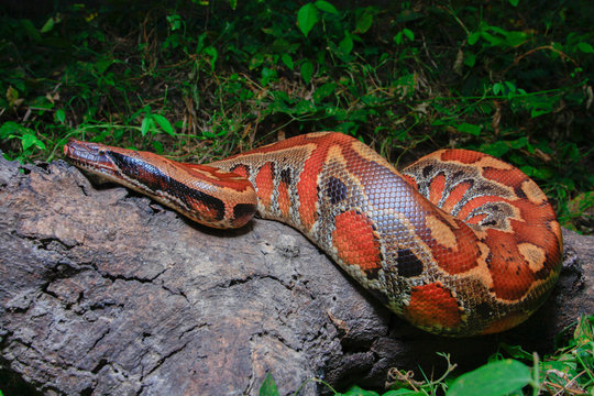 Sumatran Red Blood Python / Python curtus brongersmai