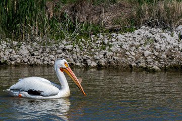 An American pelican swimming in the waters of Greater salt lake near salt lake city, UT