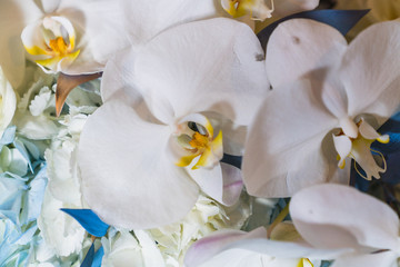 Fototapeta na wymiar white orchid on green background