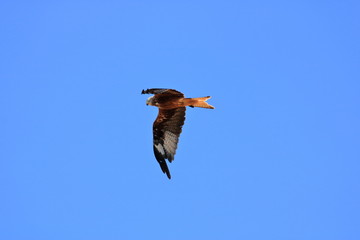 Common buzzard (Buteo buteo) flying in air