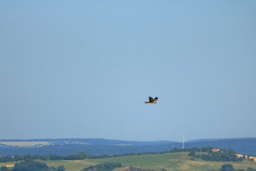 Fototapeta na wymiar Common buzzard (Buteo buteo) flying in air