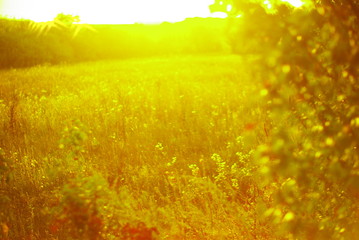  beautiful glare of the setting sun on the field grass