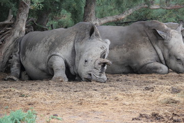 Fototapeta premium rhino