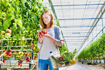 Portrait of a woman buying fresh tomatoes in greenhouse