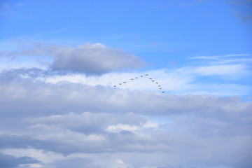Flock of birds flying in V-formation