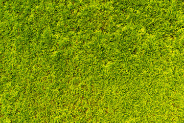 Green and dense Thuya wall texture. - obrazy, fototapety, plakaty