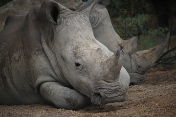 rhino allongé