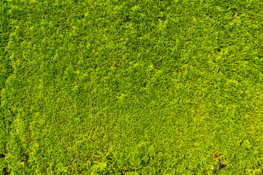 Green and dense Thuya wall texture.