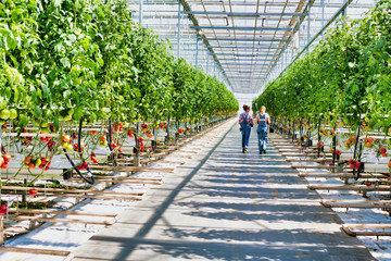 Young beautiful farmers talking while carrying newly harvest tomatoes in crate at greenhouse