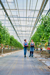 Young beautiful farmers talking while carrying newly harvest tomatoes in crate at greenhouse