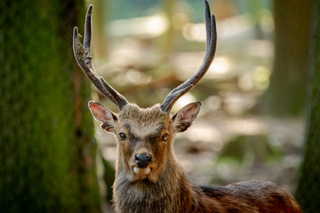 deer in the forest