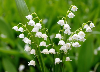 lilies of the valley bloom in the spring forest