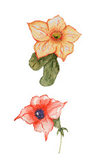Flowers painted by watercolor. Two flowers are hand-drawn yellow and red. Great for design and printing.