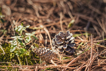 Obraz premium Pine cone in the forest