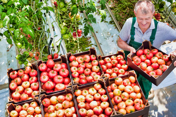 Senior male farmer arranging newly harvest tomatoes in crate 