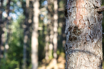 Close-up view of pine trees