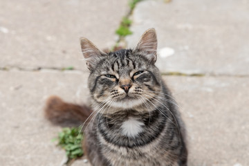 A beautiful little moustached grey white striped kitten is sitting on the grass. Kitten interested and mistrustful looks. Street cats. Cat portrait close up.