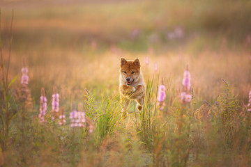 Cute and crazy Young Red Shiba Inu Puppy Dog running fast In the Meadow at golden sunset