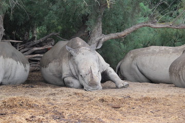 Obraz premium rhinocéros