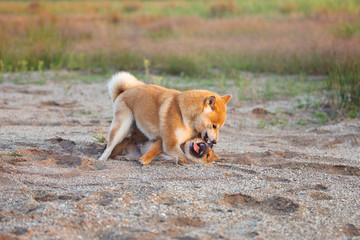 Two funny and crazy shiba inu fo plaing in the sand at sunset. Japanese red puppy and adult dog having fun together