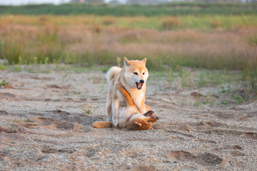 Two funny and crazy shiba inu fo plaing in the sand at sunset. Japanese red puppy and adult dog having fun together