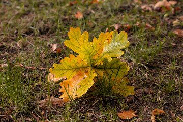 Naklejka na ściany i meble fallen oak leaves lit by sun on surface of ground in forest of urban park in sunny autumn day. Macro
