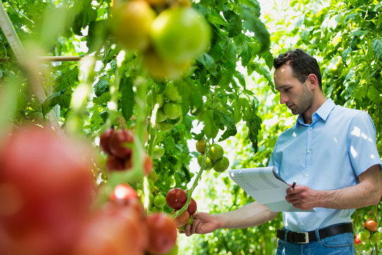 Supervisor examining tomatoes while holding clipboard in greenhouse
