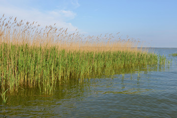 Schilflandschaft