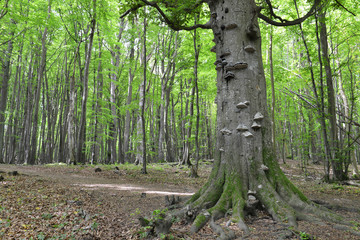 Alte Buchen im Darßwald