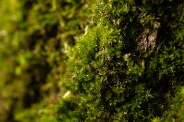 close up Moss in rainforest Depth of field