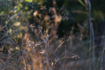 Grass in sunset light in a Texas city park on a July evening.