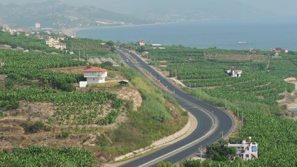 Banana tree plantation in Turkey.