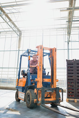 Senior botanist driving forklift in greenhouse