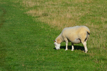 Obraz na płótnie Canvas mouton broutant de l'herbe