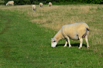 Obraz premium mouton broutant de l'herbe