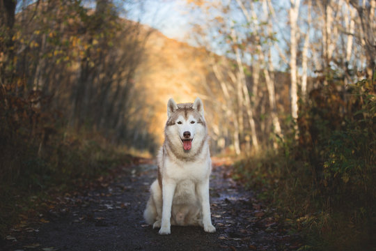 Portrait of beautiful and gorgeous Siberian Husky dog sitting in the bright enchanting golden fall forest