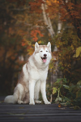 Portrait of beautiful Beige and white Siberian Husky dog sitting on the wooden bridge in the forest in autumn.