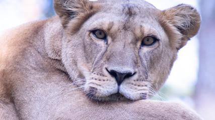 lion looking inside u