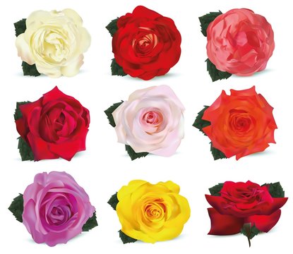 3D realistic roses isolated on white background. Set rose white, orange-yellow, pink, red, beige, orange, purple, yellow with green leaf. Flower close up. Vector illustration. Summer flower.