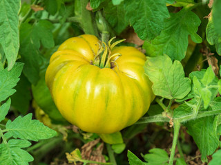 big green yellow tomato grows on bush in greenhouse