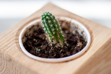 Small cactus in a flowerpot