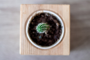 Fototapeta na wymiar Small cactus in a flowerpot