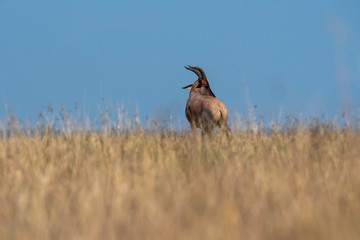 A herd of topis standing in the grasslands of Masai Mara National Reserve