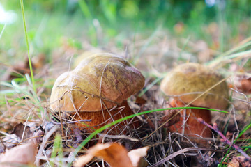 Two little beautiful orange hiding lurid bolete mushroom covered by dry grass close up